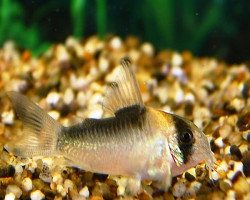 Corydoras Adolfoi L