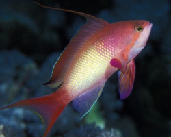 Pseudanthias Squamipinnis Indo (Male) M