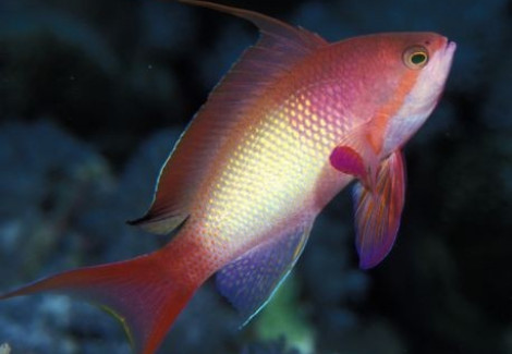 Pseudanthias Squamipinnis Indo (Male) M