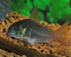 Corydoras Concolor L