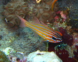 Apogon Cyanosoma M