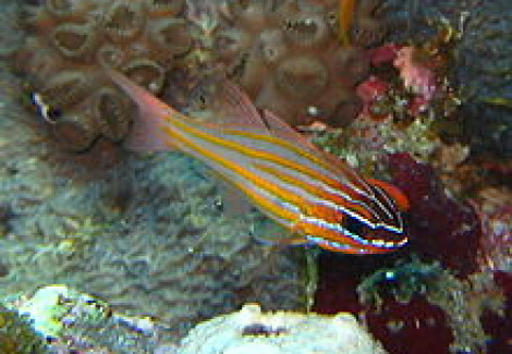 Apogon Cyanosoma M