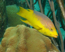 Bodianus Rufus S