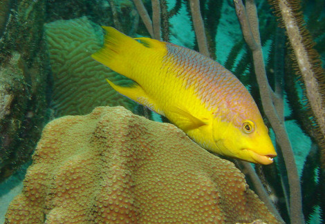 Bodianus Rufus S