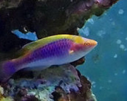 Cirrhilabrus Lubbocki M