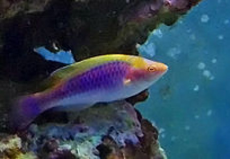 Cirrhilabrus Lubbocki M