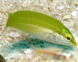 Halichoeres Chloropterus S