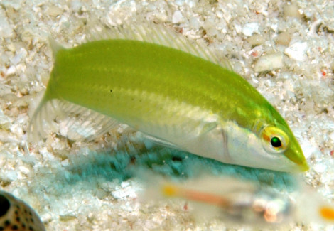 Halichoeres Chloropterus S