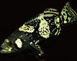 Epinephelus Lanceolatus S