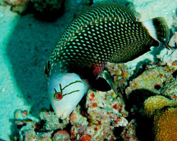 Novaculichthys Taeniourus L