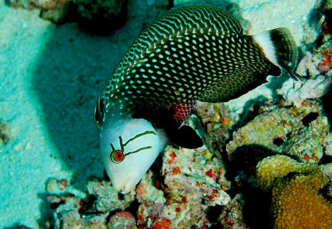 Novaculichthys Taeniourus L