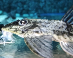 Crossoloricaria Sp. Peru L