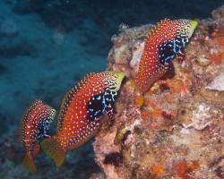 Macropharyngodon Bipartitus L