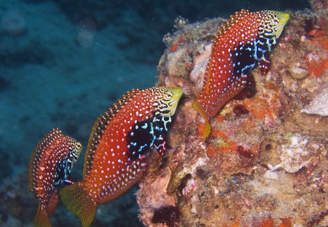 Macropharyngodon Bipartitus L