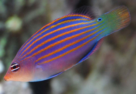 Pseudocheilinus Hexataenia S