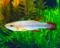 Epiplatys Lamottei M