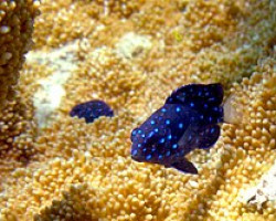 Microspathadon Chrysurus M
