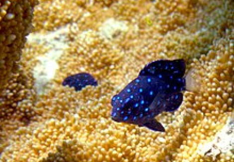 Microspathadon Chrysurus M