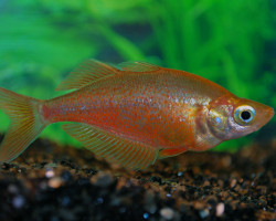 Glossolepis Incisus  Xl