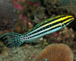 Meiacanthus Grammistes S