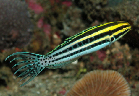 Meiacanthus Grammistes S