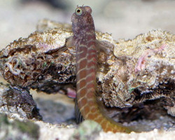 Salarias Segmentatus M