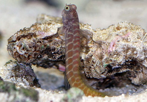Salarias Segmentatus M