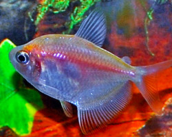 Gymnocorymbus Ternetzi White M