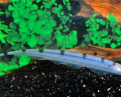 Gymnorrhampichthys Rondoni M