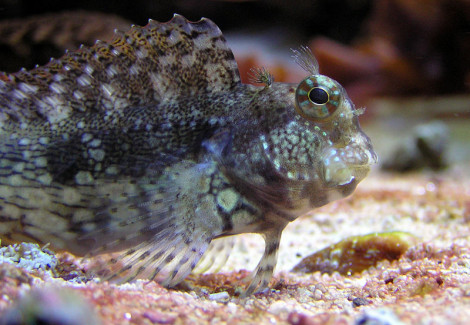 Salarias Sp S