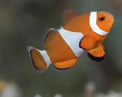 Amphiprion Ocellaris Allevato Xl