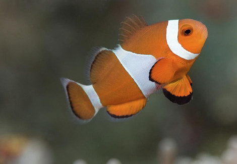 Amphiprion Ocellaris Allevato Xl