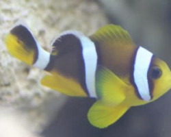 Amphiprion Chrysogaster M