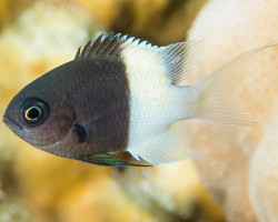 Chromis Dimidiata S