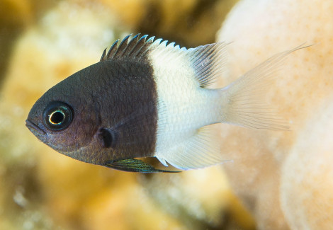 Chromis Dimidiata S