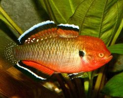 Hypseleotris Compressa L