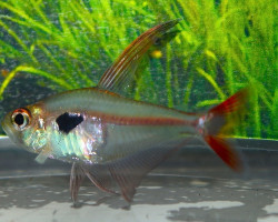 Hyphessobrycon Dorsalis M