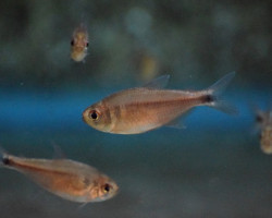 Hyphessobrycon Bifasciatus L