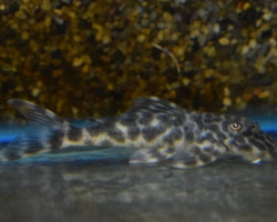 L127 Peckoltia Lujani M/L