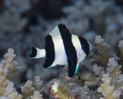 Dascyllus Melanurus M