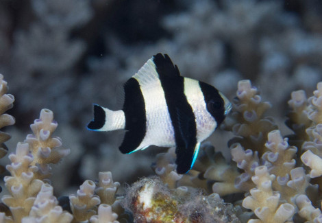 Dascyllus Melanurus M