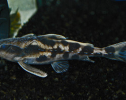 Megalodoras Uranoscopus  M