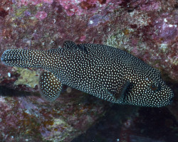 Arothron Meleagris M
