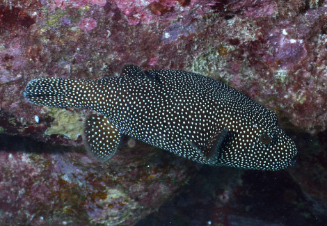 Arothron Meleagris M
