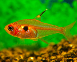 Hyphessobrycon Sweglesi S