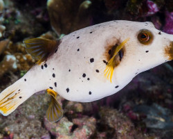 Arothron Nigropunctatus M