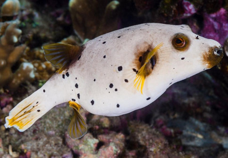 Arothron Nigropunctatus M