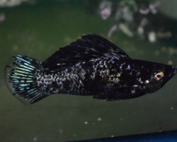 Poecilia Velifera Black Marble S