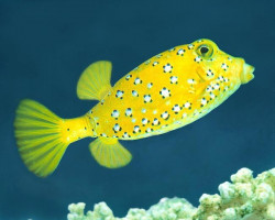 Ostracion Cubicus Giallo Xl