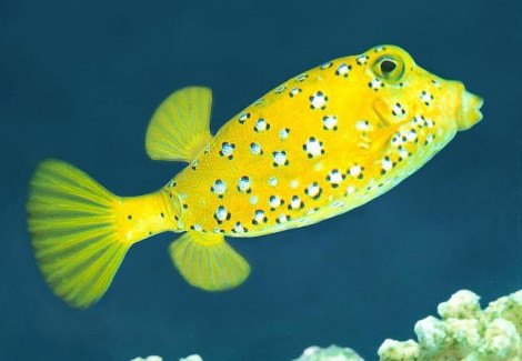 Ostracion Cubicus Giallo Xl
